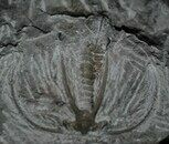 Boedaspis-trilobite1